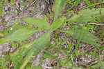 Pineland plantain